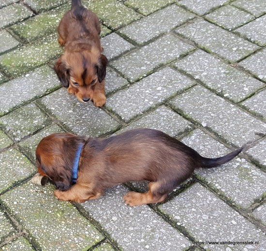 8-11-2019. Fleur en Fraucke 7 weekjes