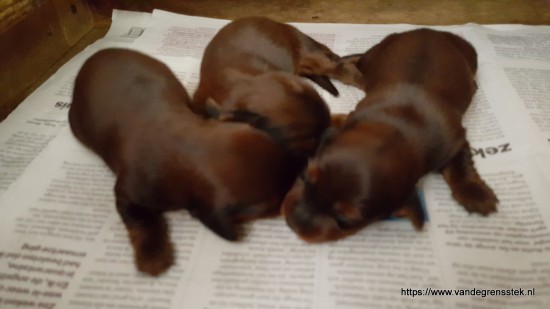 9-5-2020 1 week oud. De pups  groeien goed