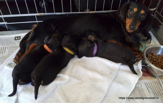 23-7-2020 De pups hebben honger