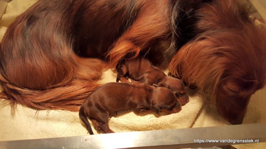 Liefdevol verzorgt Aafke de pups