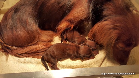 Liefdevol verzorgt Aafke de pups