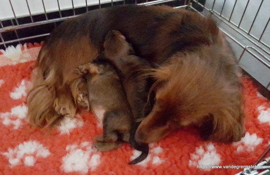 Lekker drinken bij mamma.  Onze oogjes en oortjes zijn open