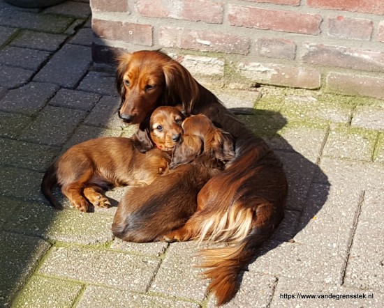 Angel houdt de pups bij