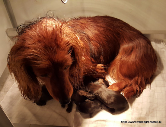 Zizi met de pups eerste week