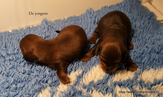 24-12-2021 De jongens  links Sjefke, rechts Bowie