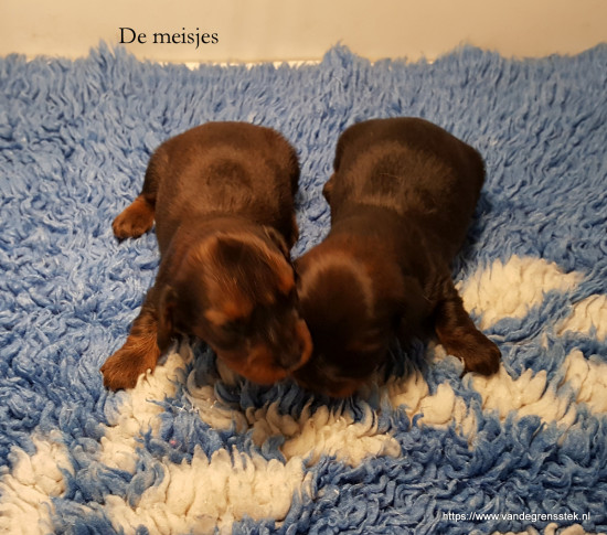 24-12-2021 de meisjes links Queeny, rechts Zara