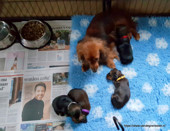 31-12-2021 de vierde week Ons nieuwe onderkomen. Mamma verzorgt ons goed.