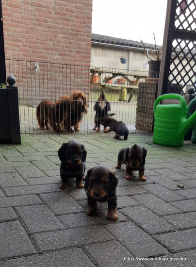vijfde week Zindelijkheidstraining buiten