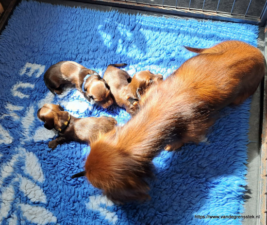 Ons nieuwe onderkomen de puppyren binnen