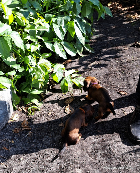 Rémi en Vigo  op ontdekking in de tuin