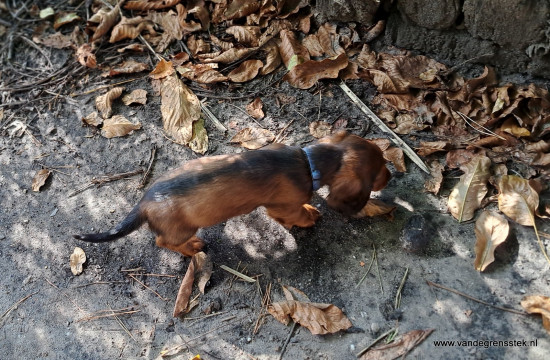 Ruby in de tuin