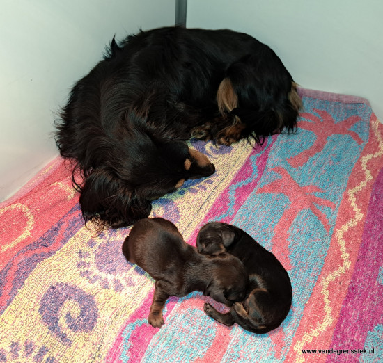 Tevreden mamma met de pups