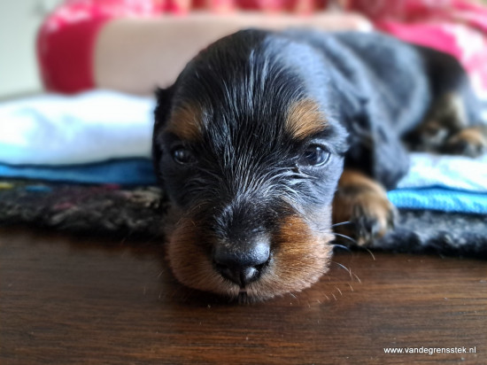 3 weekjes alweer. Close up van Tommy