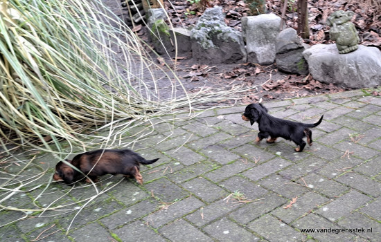 Op ontdekking uit  achter in de tuin