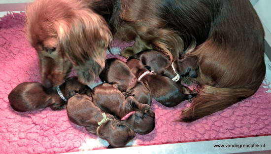 Fleur bezig met de verzorging van haar pups