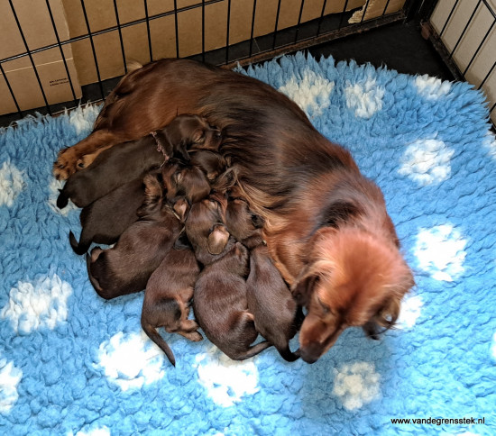 De pups hebben honger.