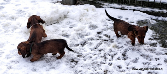 Sneeuwpret
