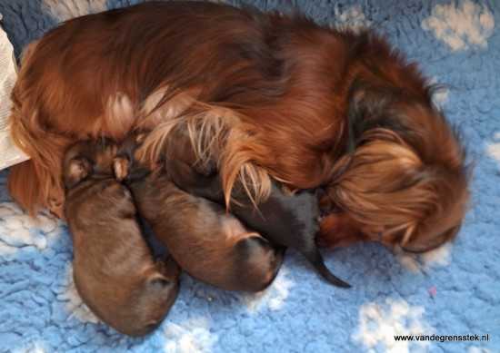 2 weekjes oud. Aafke verzorgt de pups