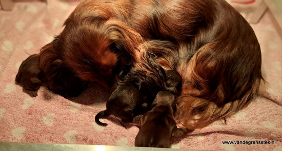 Net geboren. Liefdevolle verzorging door Tina
