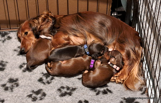 De oogjes en oortjes zijn open tijd om naar de puppyren te verhuizen.
