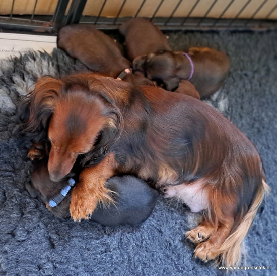 Zo Lief.