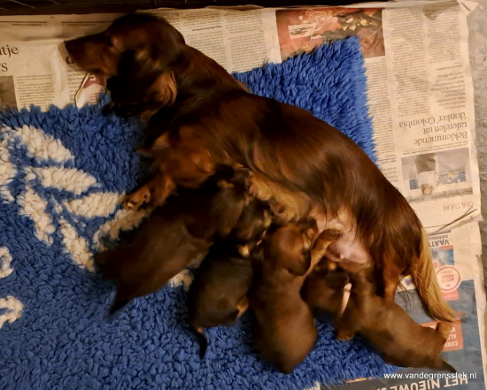 3 weekjes oud. Mamma we hebben honger.