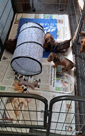 Spelen in de puppyren