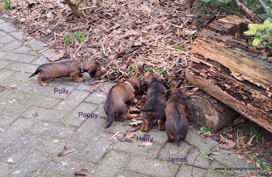 Op ontdekking in de tuin