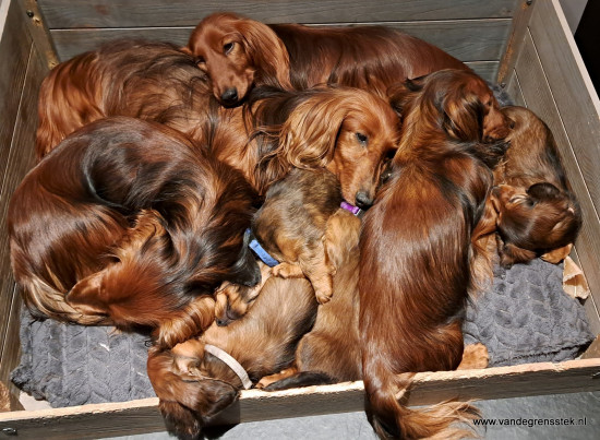Allemaal samen in de mand