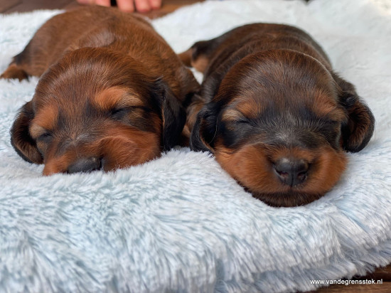 2 weekjes oud.  even buiten op tafel