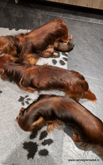 Honger na het spelen 4 weekjes oud